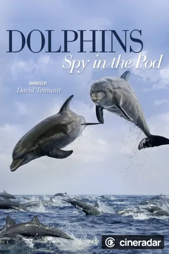 Dolphins: Spy in the Pod