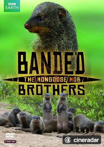 Banded Brothers: The Mongoose Mob