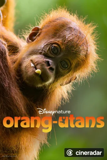 Orangutan