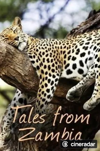 Tales from Zambia