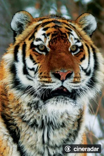 Operation Snow Tiger