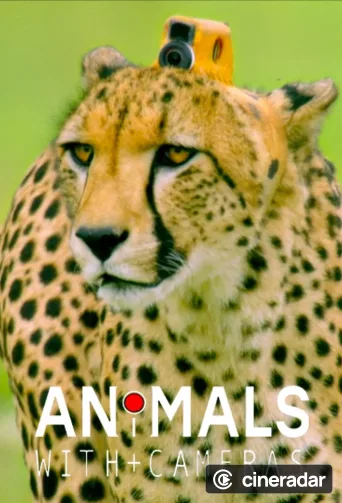 Animals with Cameras