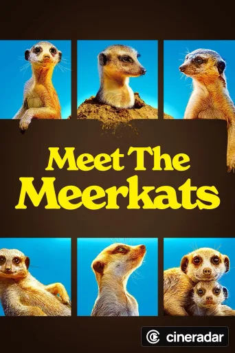 Meet The Meerkats
