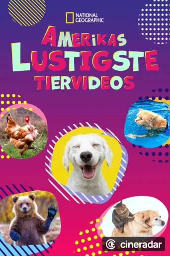 Amerikas lustigste Tiervideos