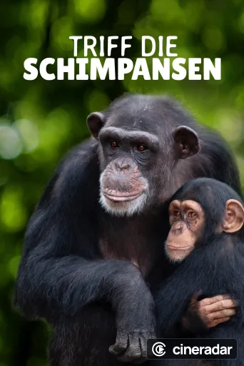 Triff die Schimpansen