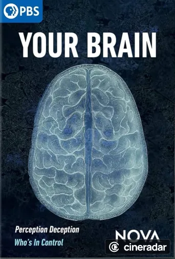 Your Brain