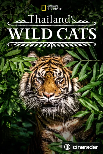 Thailand's Wild Cats