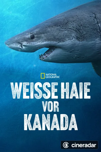 Sharks of the North