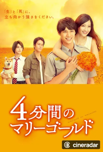 Marigold in 4 Minutes