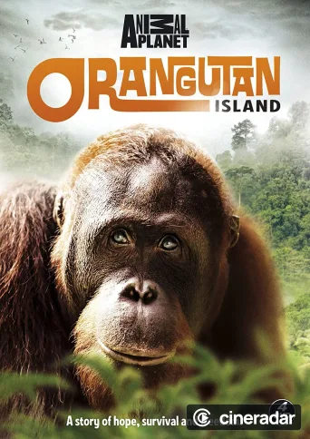 Orangutan Island