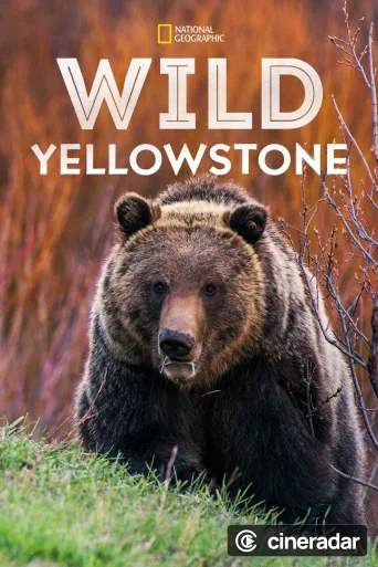Wild Yellowstone