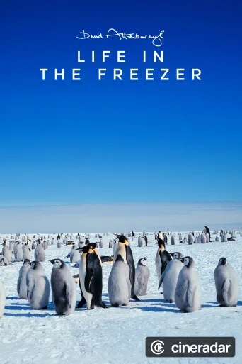 Life in the Freezer