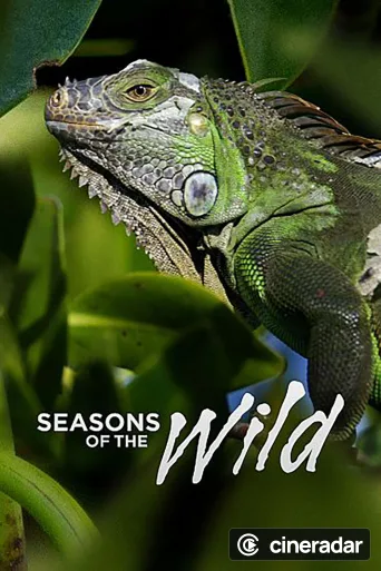 Wild Florida