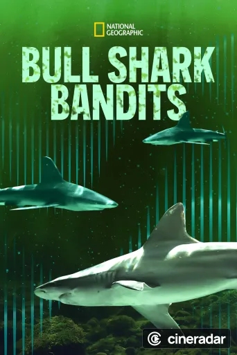 Bull Shark Bandits