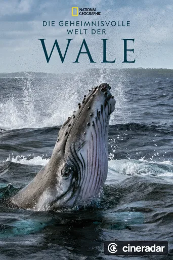 Les Secrets des baleines