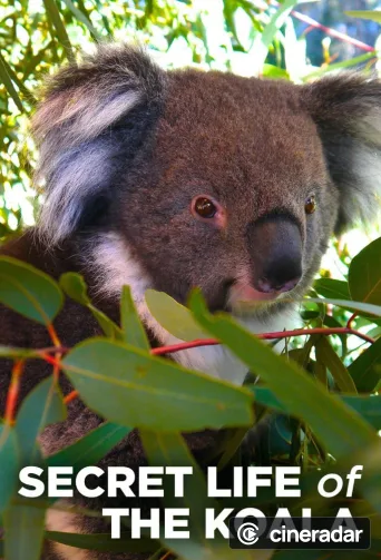 La Vida Secreta de El Koala