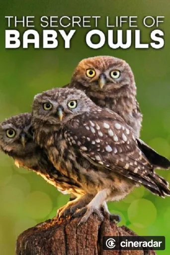 The Secret Life of Owls