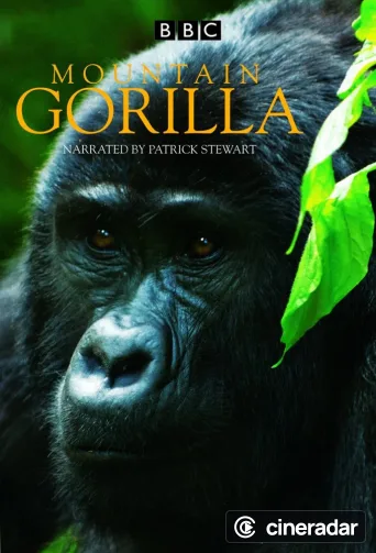Mountain Gorilla