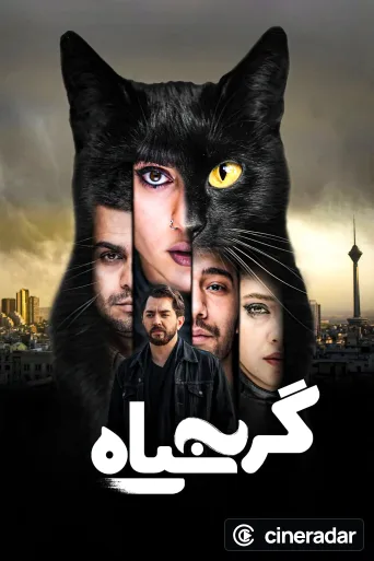 The Black Cat